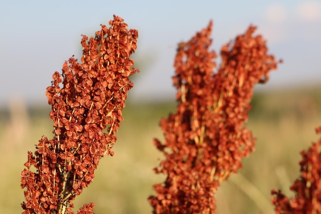 Foto as sementes de sorrel ficam no caule e caem no chão no outono em um dia ensolarado