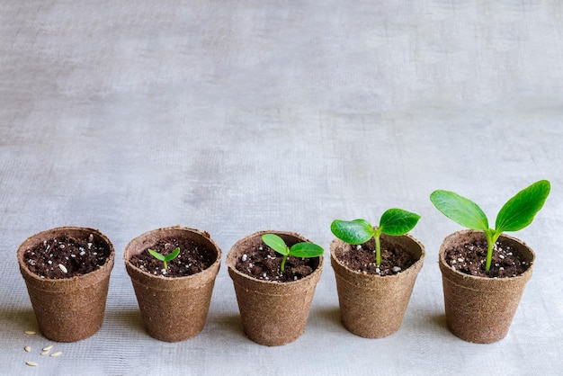 As sementes de uma planta de abobrinha crescem em uma panela