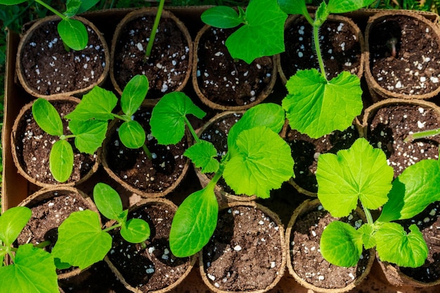 As sementes de uma planta de pepino crescem em uma panela