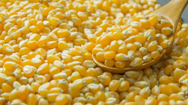 As sementes do milho fecham-se acima da imagem de fundo.