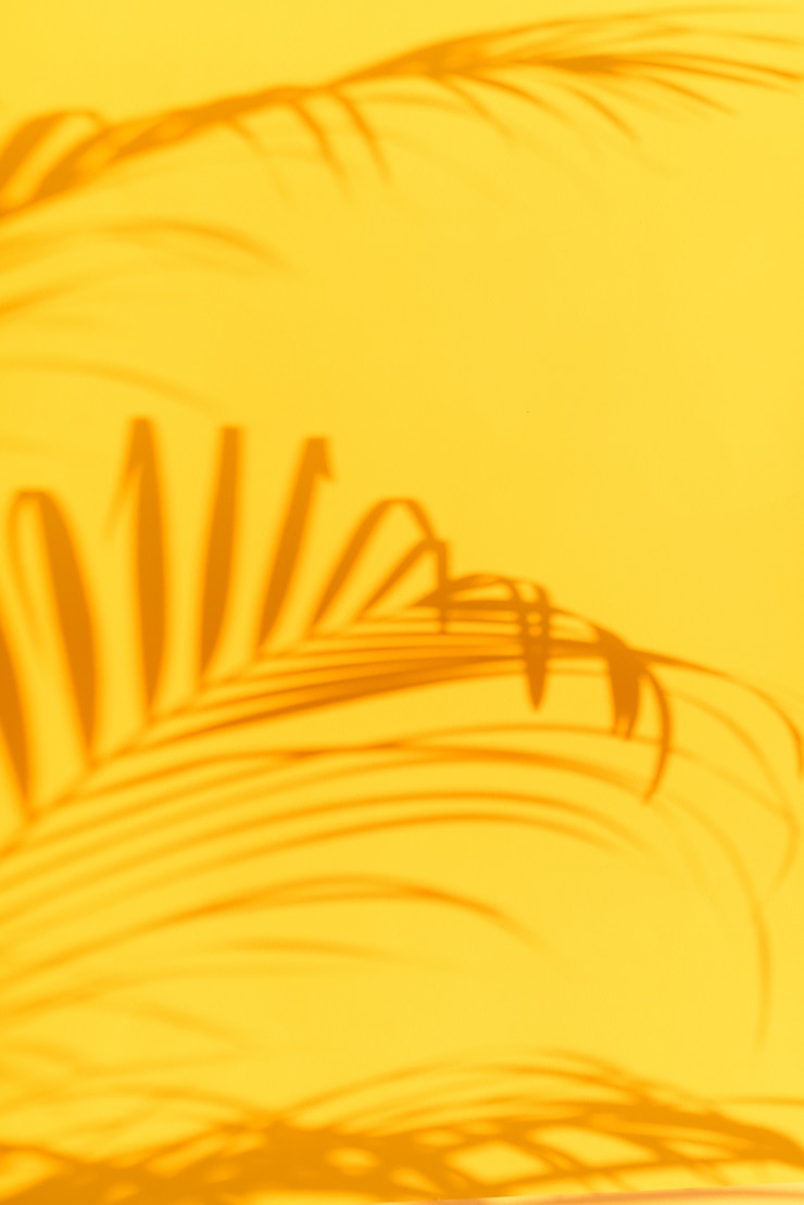 Foto as sombras da palma tropical saem no fundo amarelo pastel da parede.