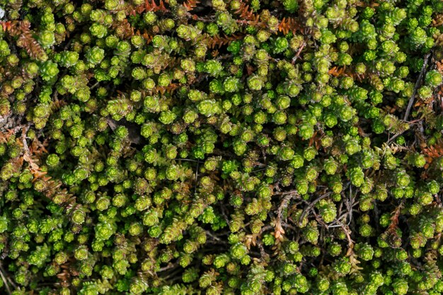 As suculentas verdes pequenas cobriram a terra.