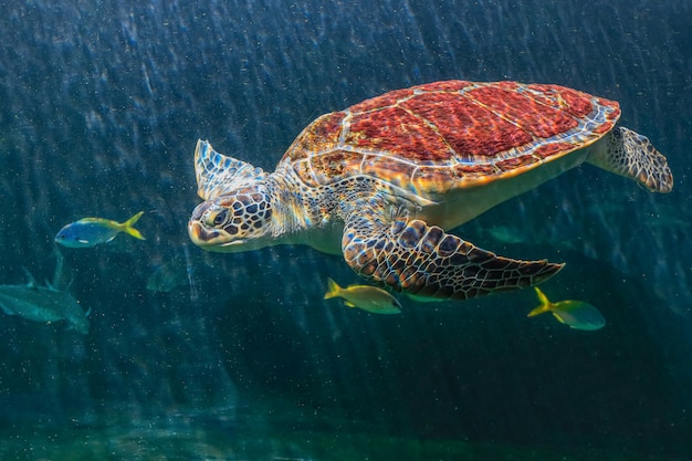 As tartarugas marinhas em um aquário estão nadando