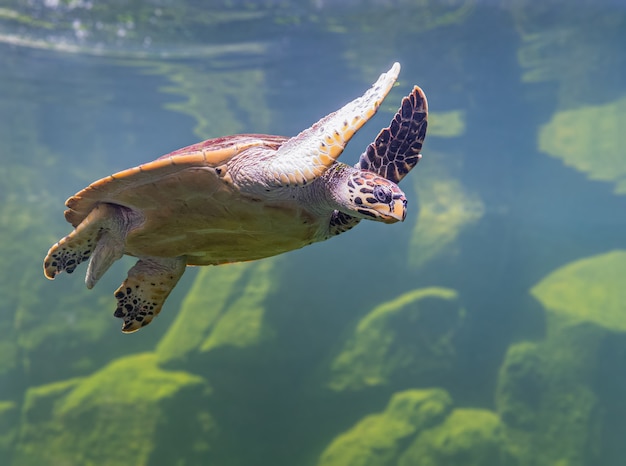 As tartarugas marinhas em um aquário estão nadando