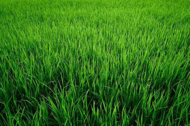 Foto as texturas e o teste padrão abstratos do arroz verde colocam como o fundo.