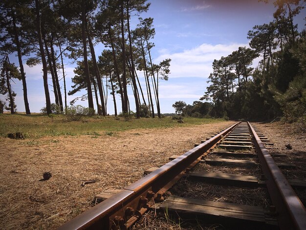 Foto as trilhas da ferrovia em meio às árvores contra o céu