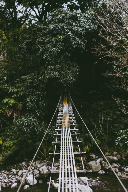 Foto as trilhas da ferrovia em meio às árvores da floresta