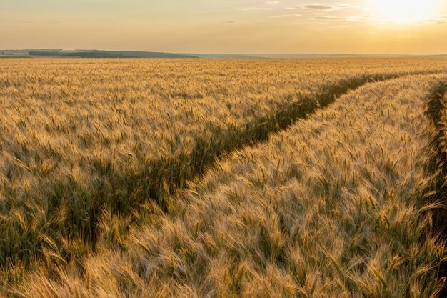 Foto as trilhas de uma roda num campo de trigo