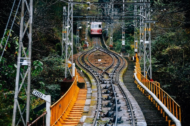 Foto as trilhas ferroviárias em meio às árvores