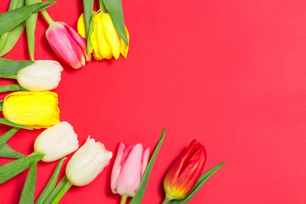 As tulipas coloridas florescem no fundo vermelho com espaço da cópia.