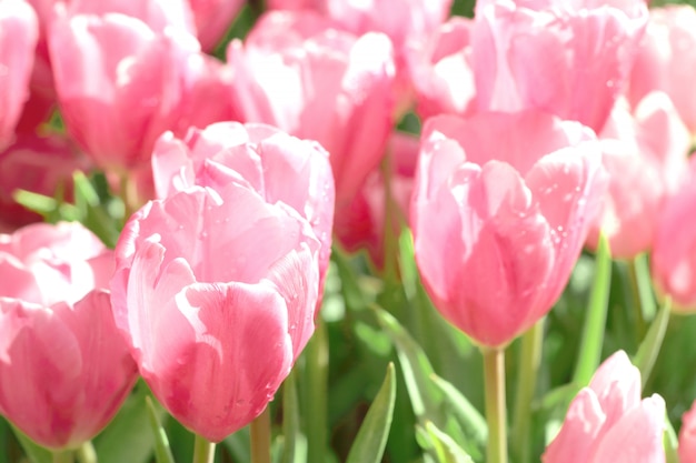 As tulipas cor-de-rosa bonitas florescem com a folha verde no campo da tulipa.