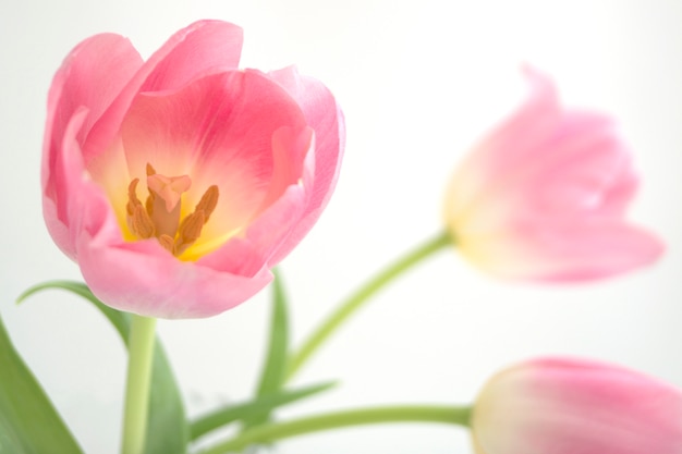 Foto as tulipas cor-de-rosa fecham-se acima no fundo branco.