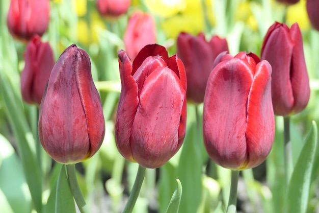 Foto as tulipas florescem lindas na planta do jardim