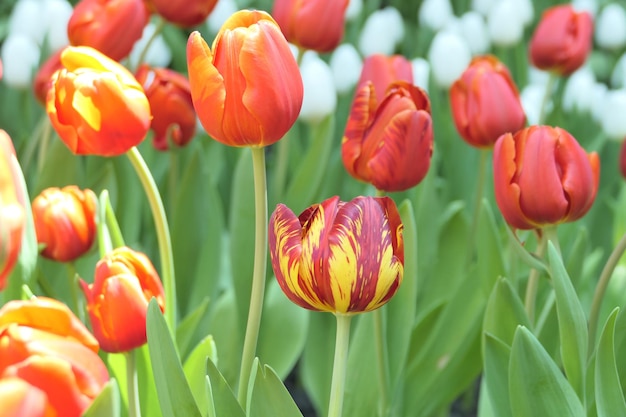 Foto as tulipas florescem lindas na planta do jardim