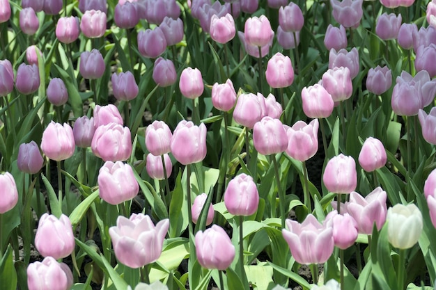 Foto as tulipas florescem lindas na planta do jardim