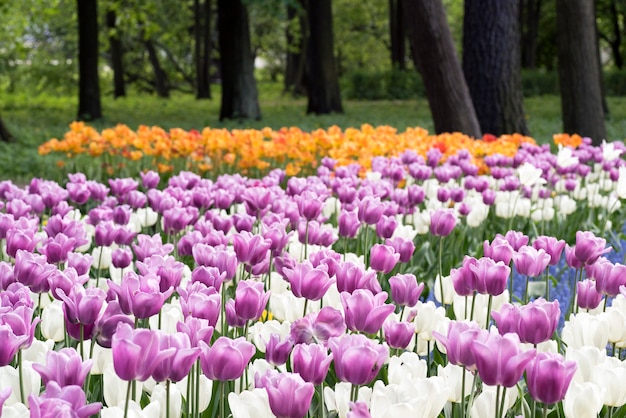 As tulipas roxas e brancas na mola estacionam na ilha de Elagin, St Petersburg.