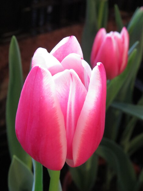 Foto as tulipas são flores herbáceas bulbosas perenes