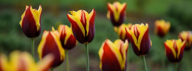 As tulipas vermelhas e amarelas na mola jardinam, close-up, foco macio, fundo borrado. botões de flores, vista lateral.