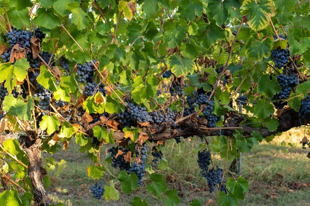 As uvas Cavernet Sauvignon na vinha num dia ensolarado