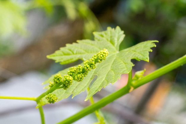 Foto as uvas de vinho jovens na vinha na primavera