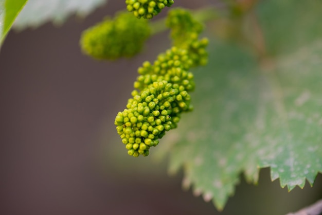 As uvas estão florescendo no jardim de casa