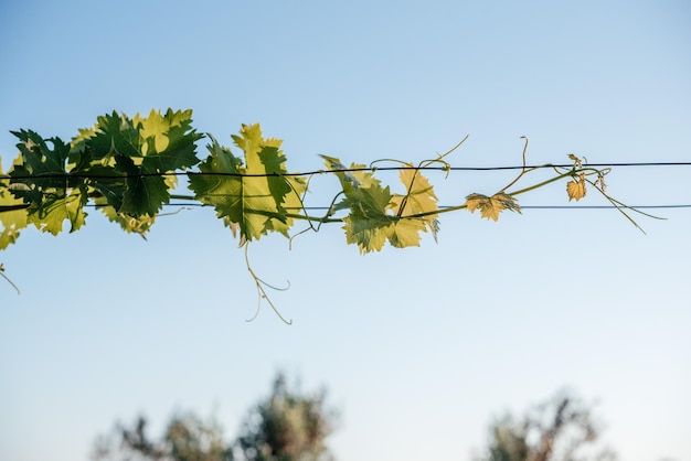 As uvas jovens florescendo brotam na treliça de arame na vinha