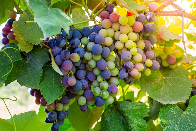 As uvas na videira amadurecerão sob os raios do sol brilhante Vinhas com cachos de bagas