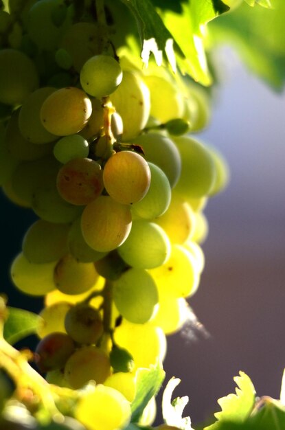 As uvas na vinha da adega da manhã