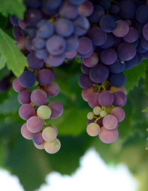 Foto as uvas na vinha da adega da manhã