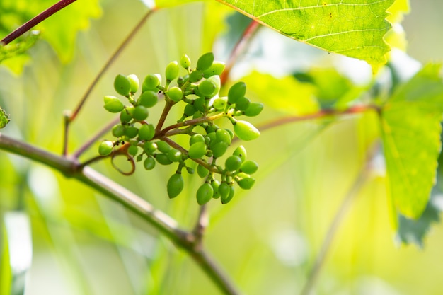 As uvas verdes que amadurecem em um vinho ramificam na mola.