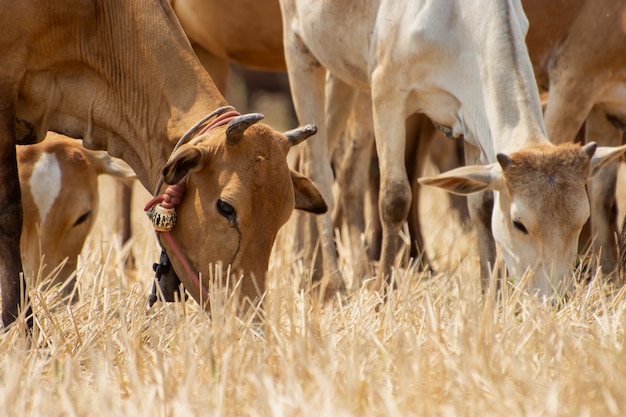 As vacas jovens comem grama em campos secos.