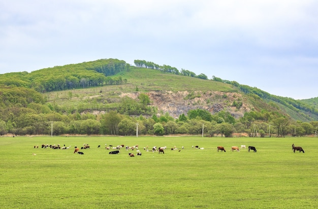 As vacas pastam e descansam em um prado de primavera ou verão com grama fresca e verde brilhante.