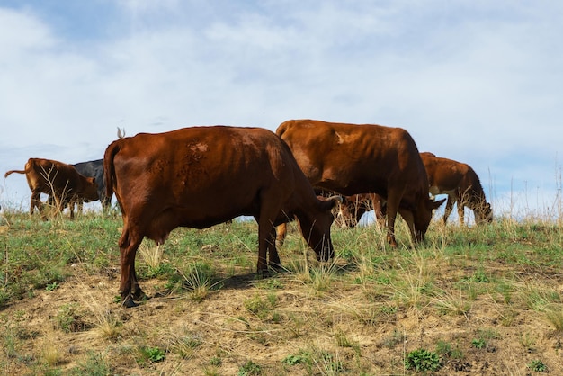 As vacas pastam no campo