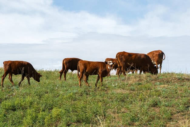 As vacas pastam no campo