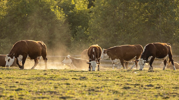 Foto as vacas pastam no pasto e comem grama.