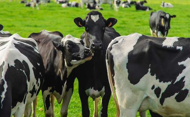 As vacas pastam no pasto Foco seletivo