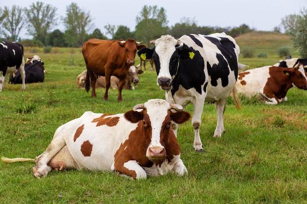 As vacas rurais pastam em um prado verde. Vida rural. Animais. país agrícola