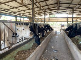 Foto as vacas se alimentam em uma fazenda rural.
