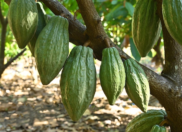 Foto as vagens de cacau verdes crescem nas árvores a árvore de cacau cacau com frutos árvore de cacá cacau cru