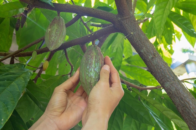 As vagens do cacau crescem em árvores de cacau à disposição