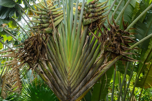 As várias vegetações, flores e árvores da floresta tropical no Parque Yanoda, na cidade de Sanya. Ilha de Hainan, China.