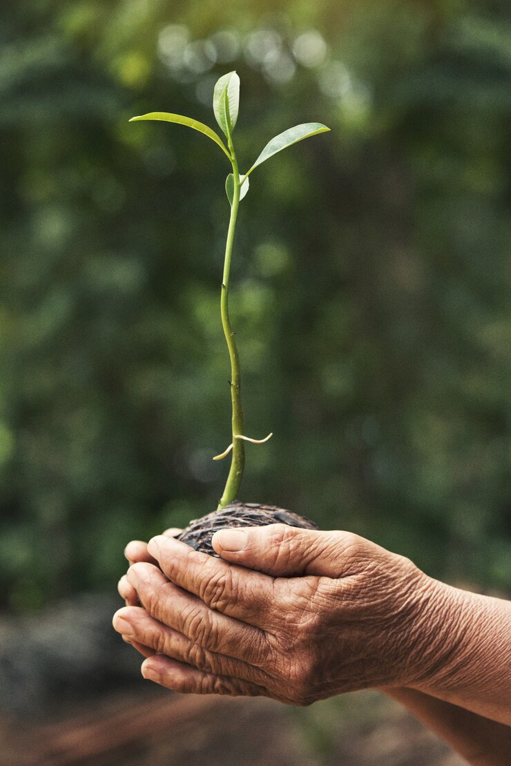 As velhas mãos estão plantando as mudas