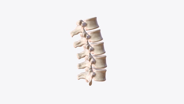 Foto as vértebras lombares são na anatomia humana as cinco vértebras entre a gaiola torácica e a pélvis