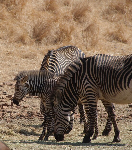 Foto as zebras estão a brilhar muito bem.