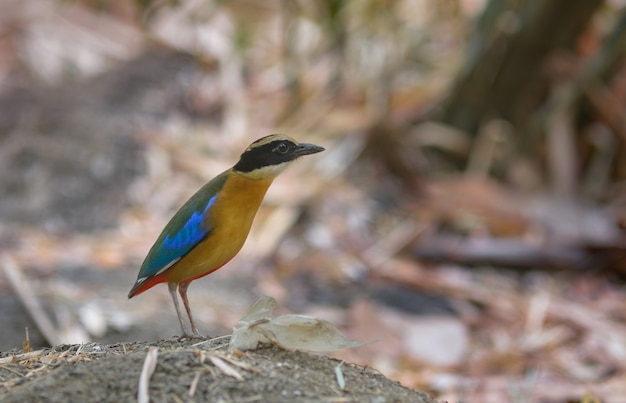 Asa azul pitta, belo pássaro na tailândia