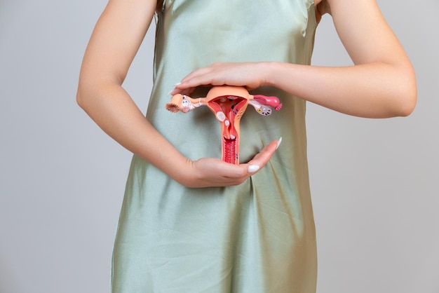 Foto asain mujer sostiene modelo de sistema reproductivo femenino en las manos concepto de ayuda y cuidado
