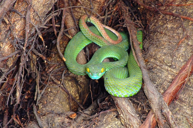 Asalto con una serpiente