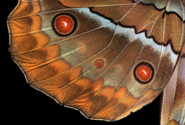 asas de borboletas tropicais isoladas em black morpho asas de borboletas de perto