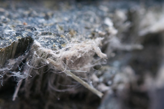 Asbest-Chrysotil-Fasern