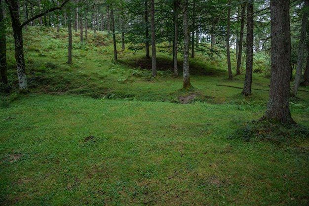 Foto ascensão verde na floresta